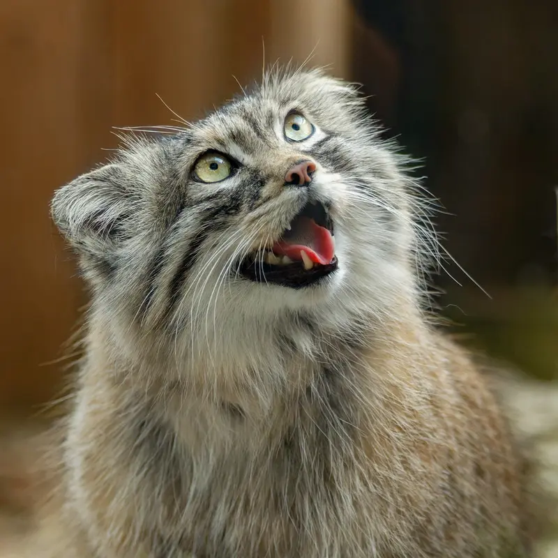埼玉県こども動物自然公園のオリーヴァの写真