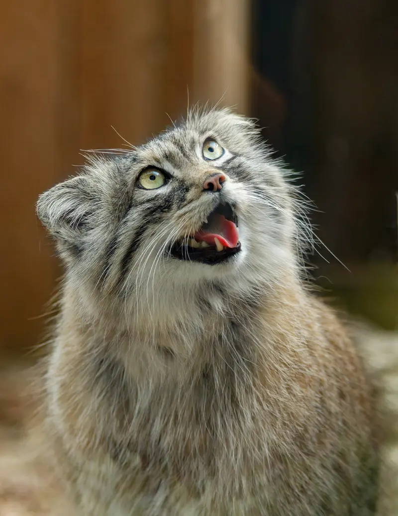 埼玉県こども動物自然公園のオリーヴァの写真