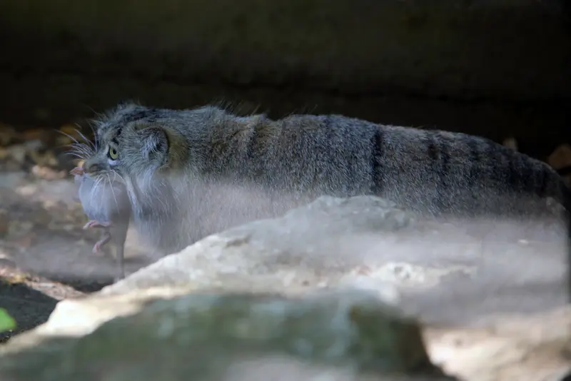 コシツェ動物園のアイセンの写真