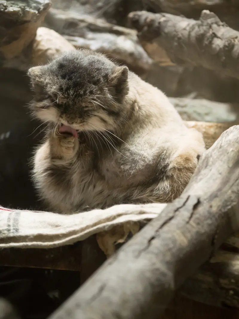 恩賜上野動物園のプリームラの写真