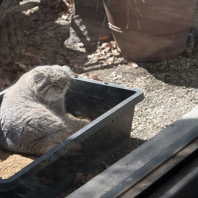 埼玉県こども動物自然公園のロータスの写真