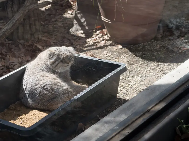 埼玉県こども動物自然公園のロータスの写真