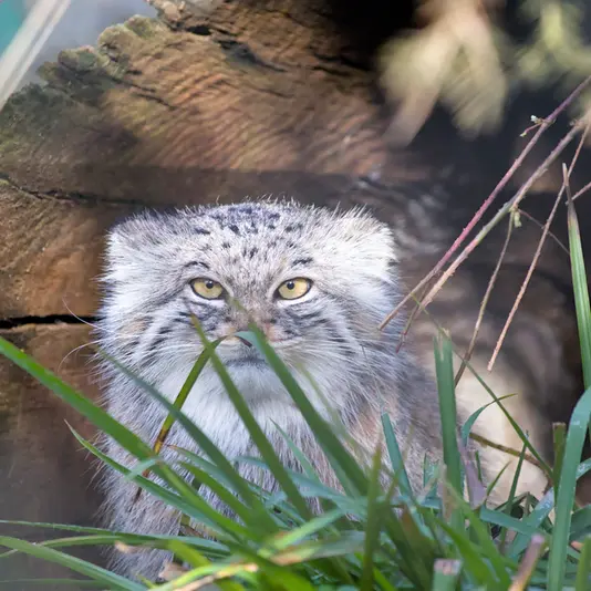 ヘラブルン動物園のスタブシの写真