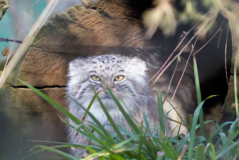 ヘラブルン動物園のスタブシの写真