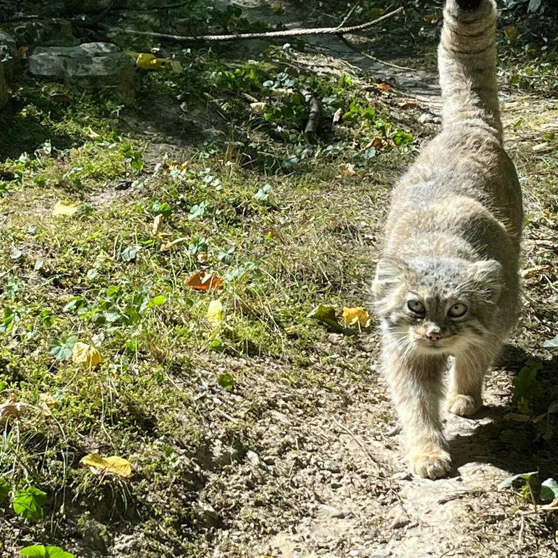 オペル動物園のフェイの写真