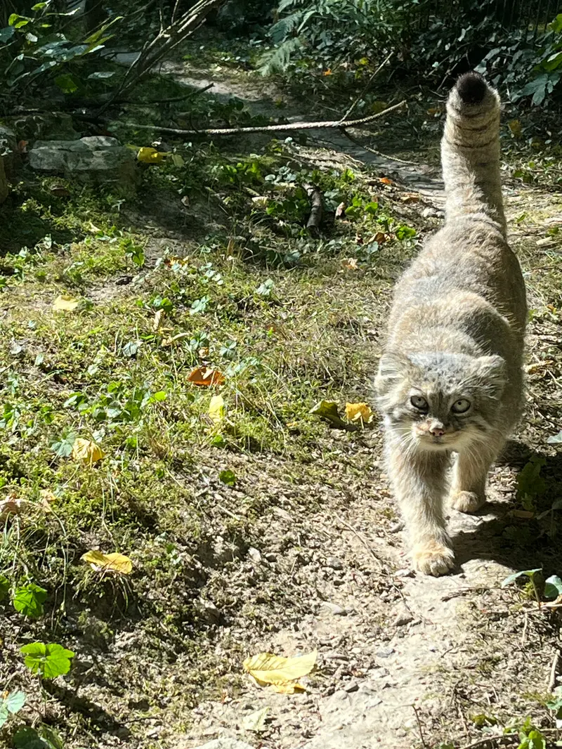 オペル動物園のフェイの写真