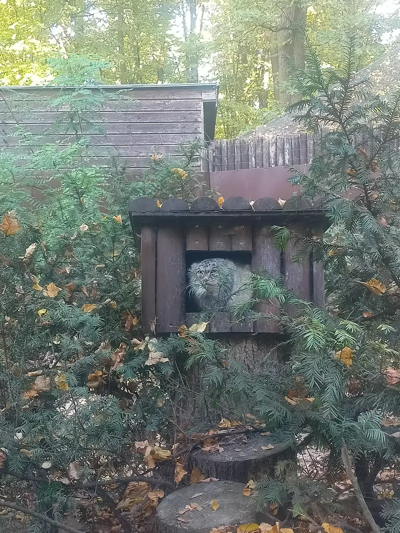 ポズナン新動物園のマゼランの写真