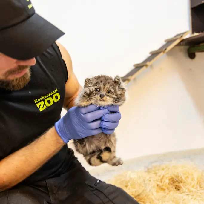 コルケアサーリ動物園のプリンセッサの写真