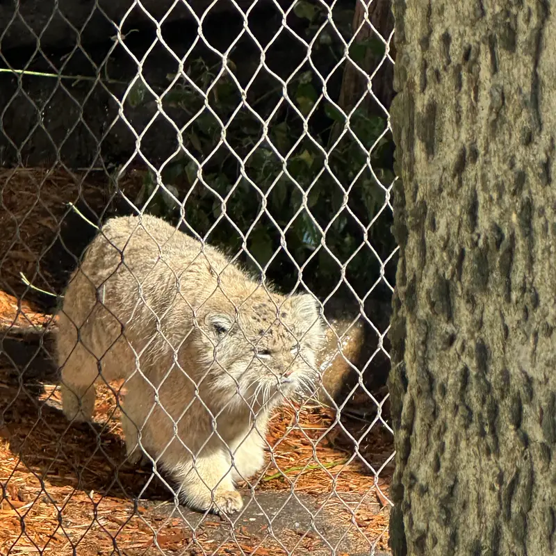 プロスペクト・パーク動物園のバトゥの写真