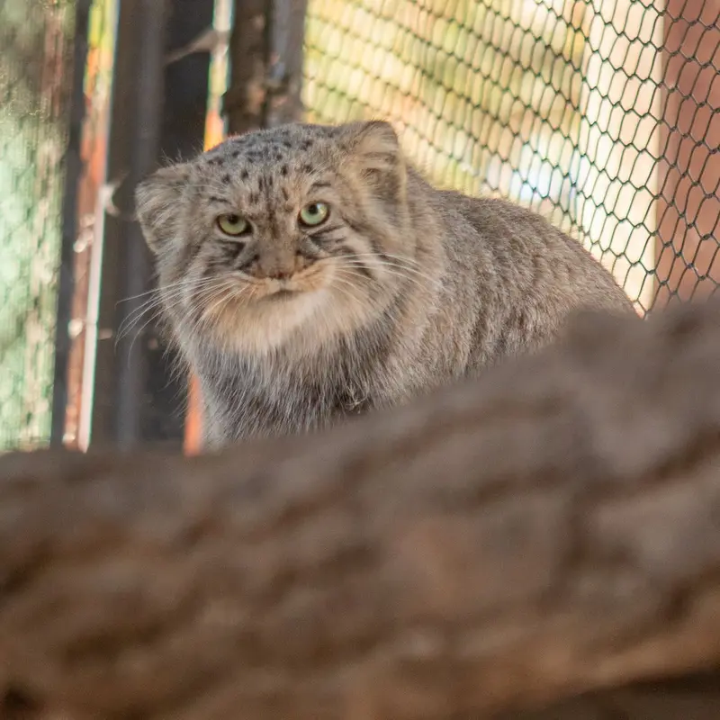 グレートプレーンズ動物園のタシの写真
