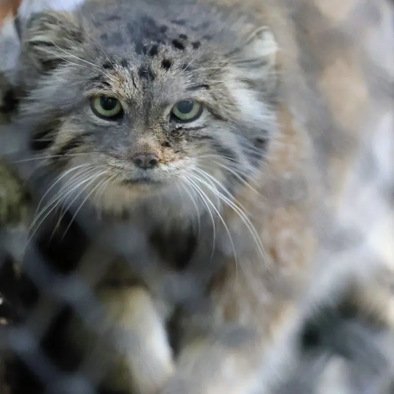 ノヴォシビルスク動物園のラストチカの写真