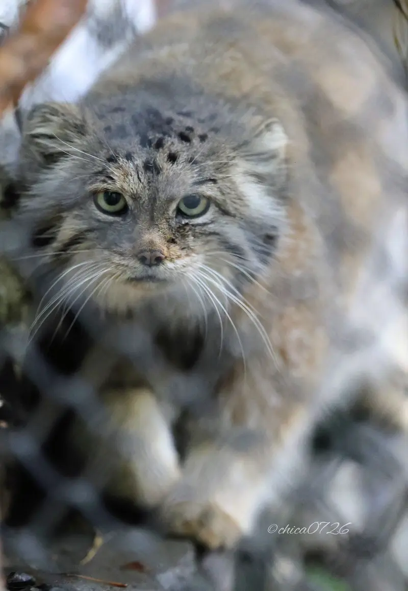 ノヴォシビルスク動物園のラストチカの写真