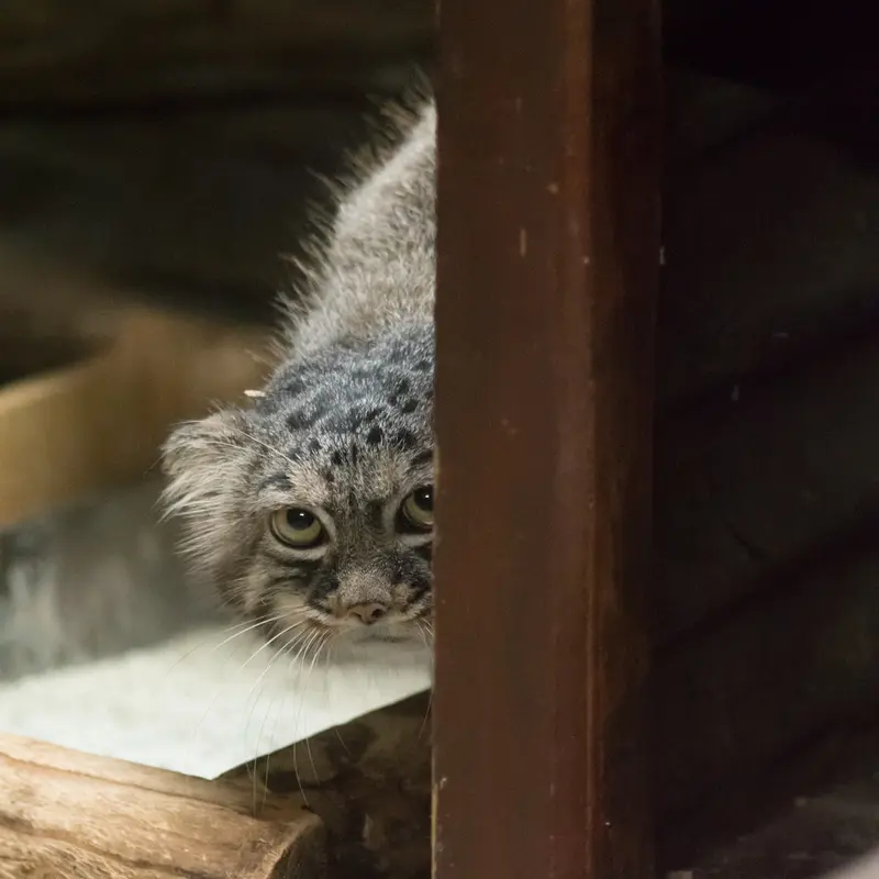 恩賜上野動物園のサフランの写真