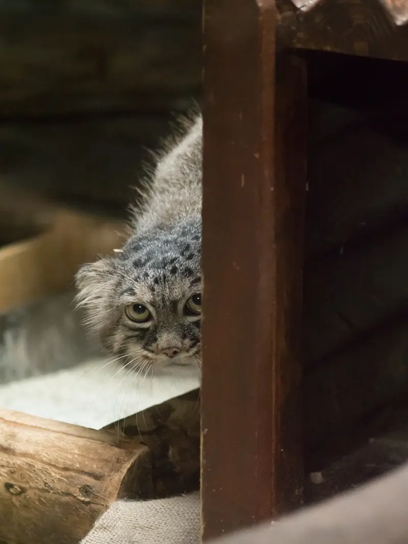 恩賜上野動物園のサフランの写真