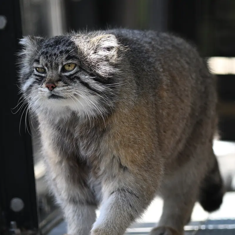 旭山動物園のグルーシャの写真