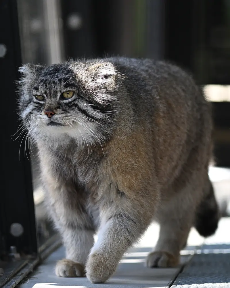 旭山動物園のグルーシャの写真
