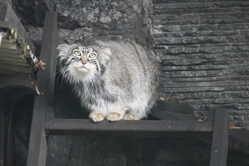 モスクワ動物園のティモフェイの写真