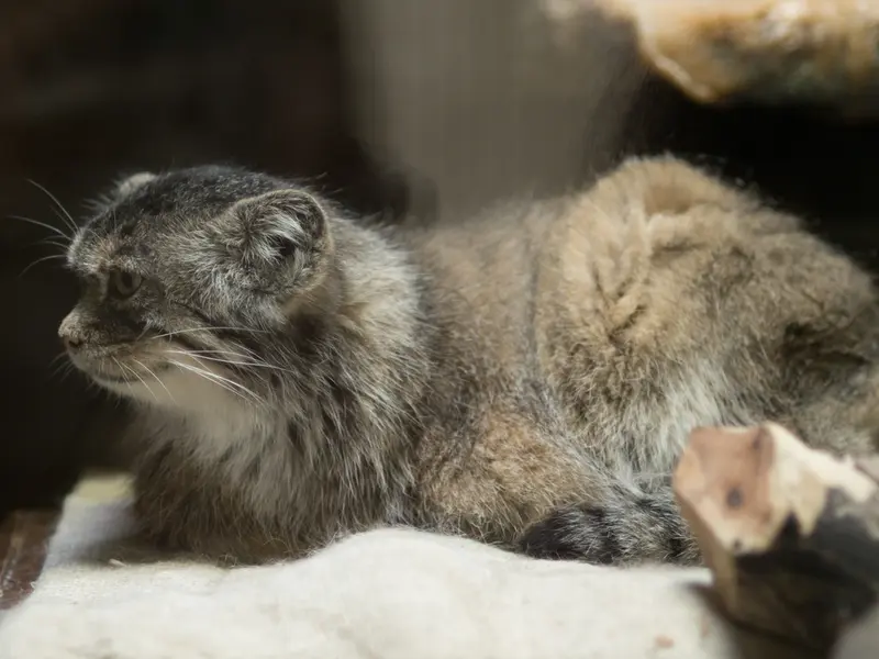 恩賜上野動物園のプリームラの写真
