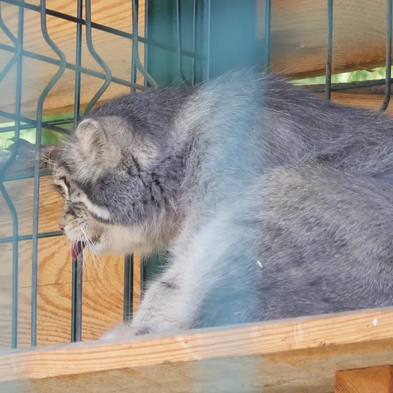 バルナウル動物園「レースナヤ・スカースカ」のチップの写真