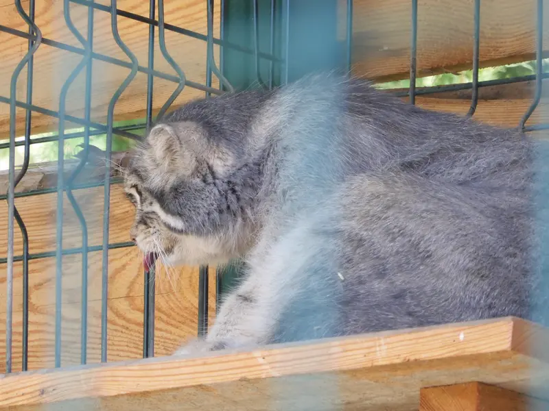 バルナウル動物園「レースナヤ・スカースカ」のチップの写真