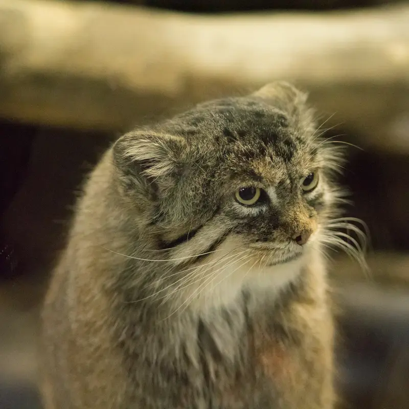 恩賜上野動物園のプリームラの写真