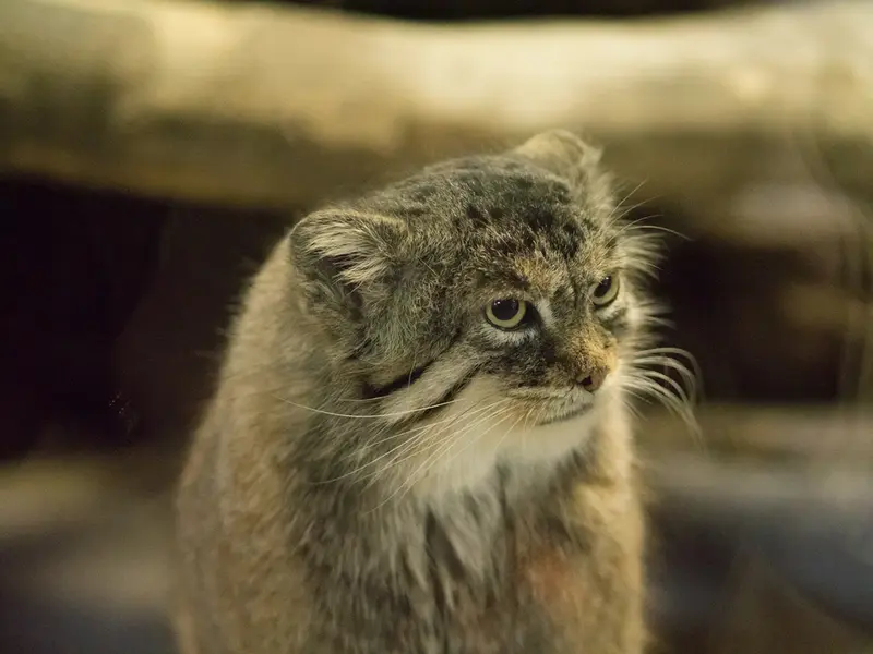 恩賜上野動物園のプリームラの写真