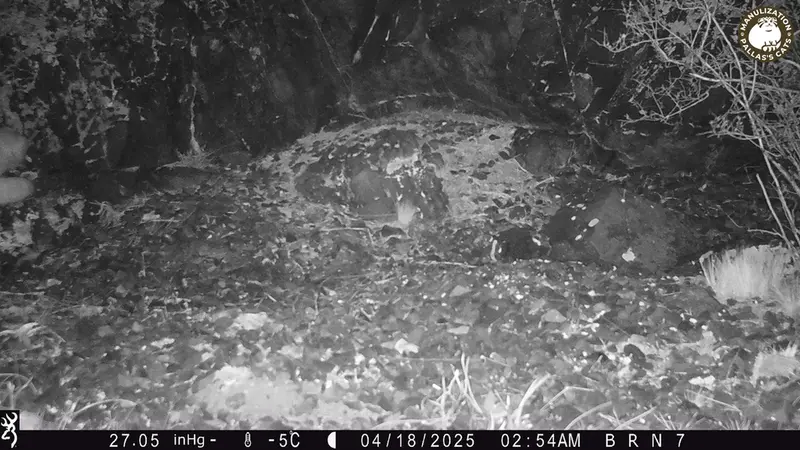 エギズカラ［新］カメラトラップで撮影したOtocolobus manul manulの写真