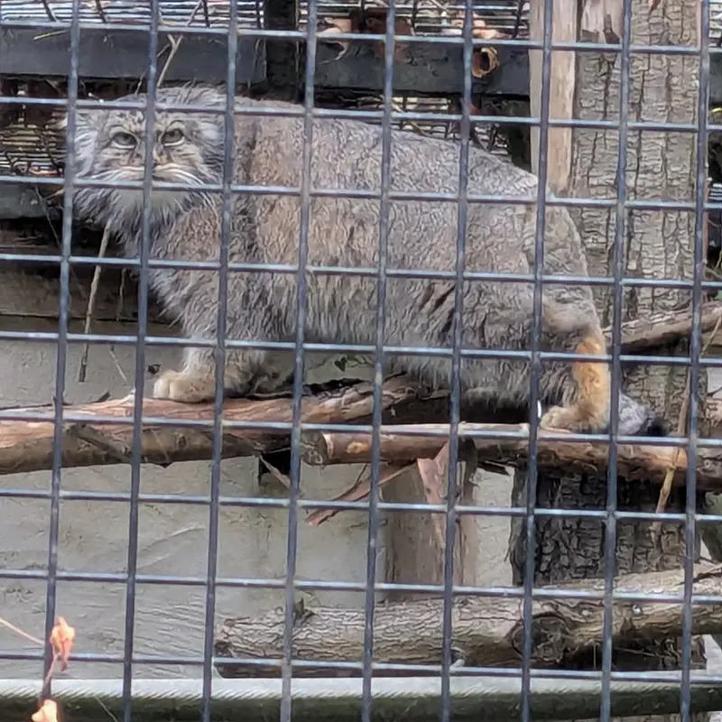 リール動物園のヴォラースの写真