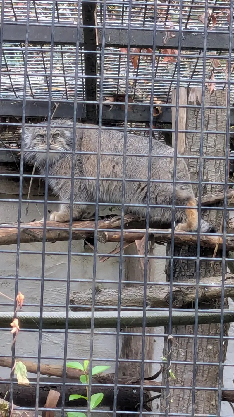 リール動物園のヴォラースの写真