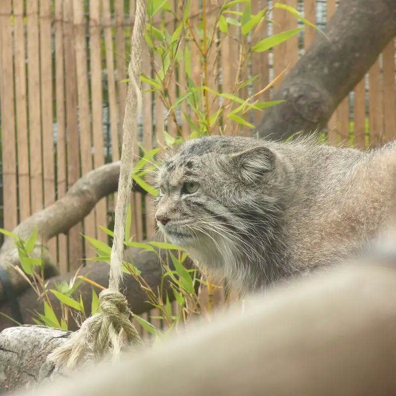 エディンバラ動物園のアキコの写真
