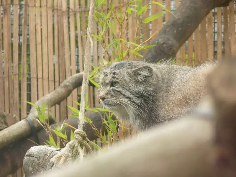 エディンバラ動物園のアキコの写真