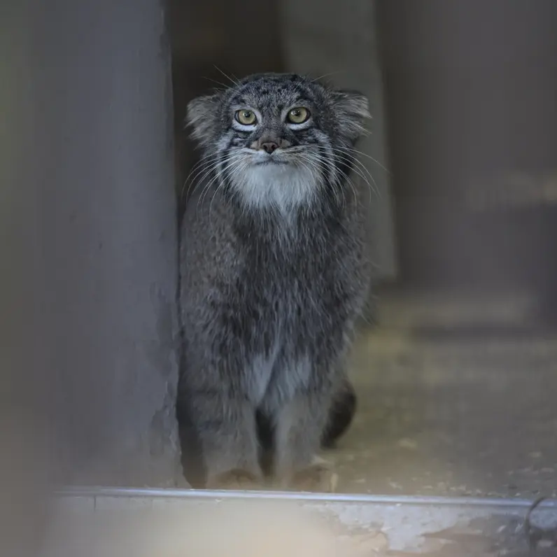野毛山動物園のフィーガの写真