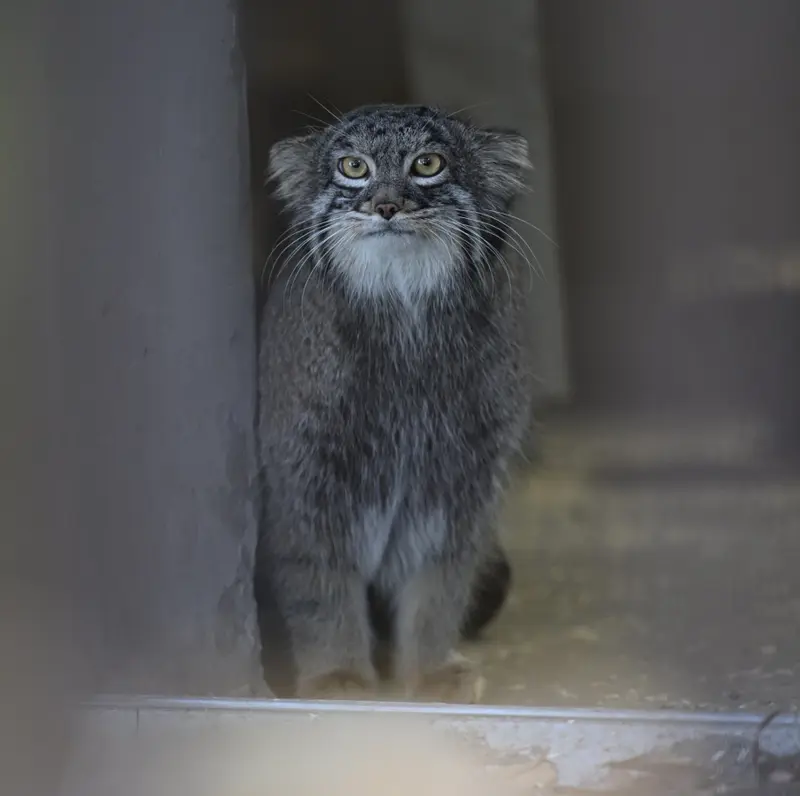 野毛山動物園のフィーガの写真