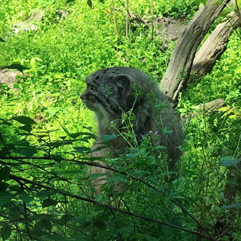 ブダペスト動物園＆植物園のボフスの写真