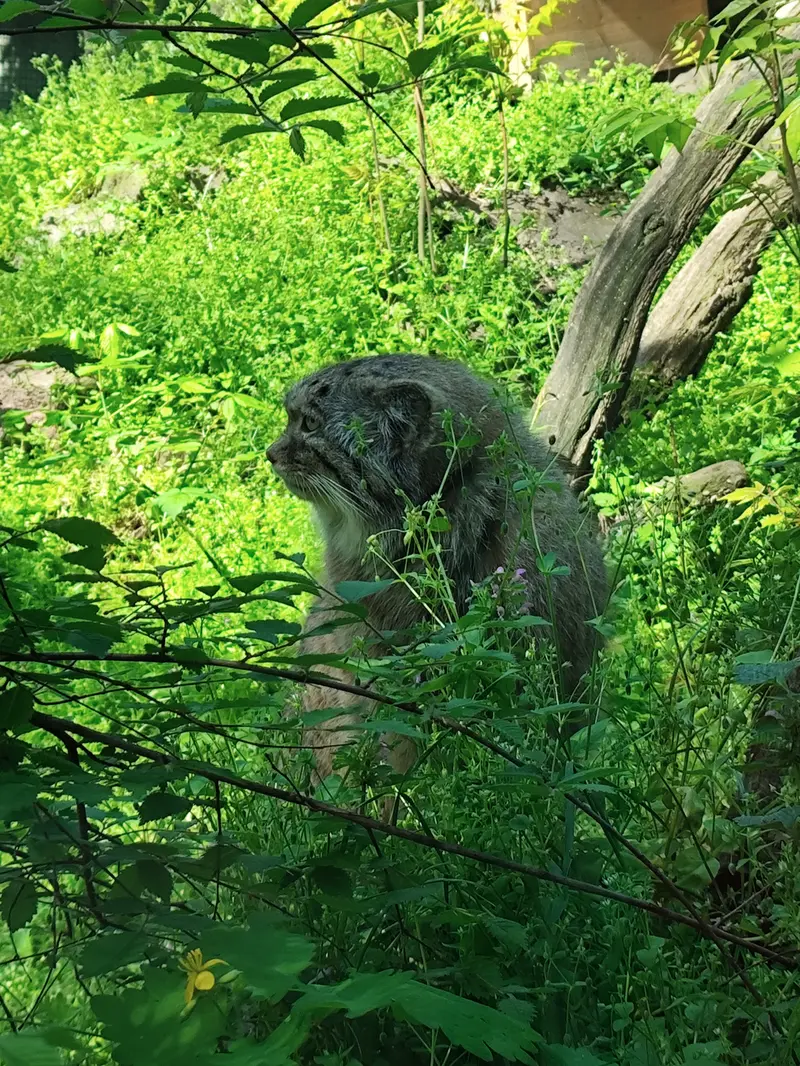 ブダペスト動物園・植物園のボフスの写真