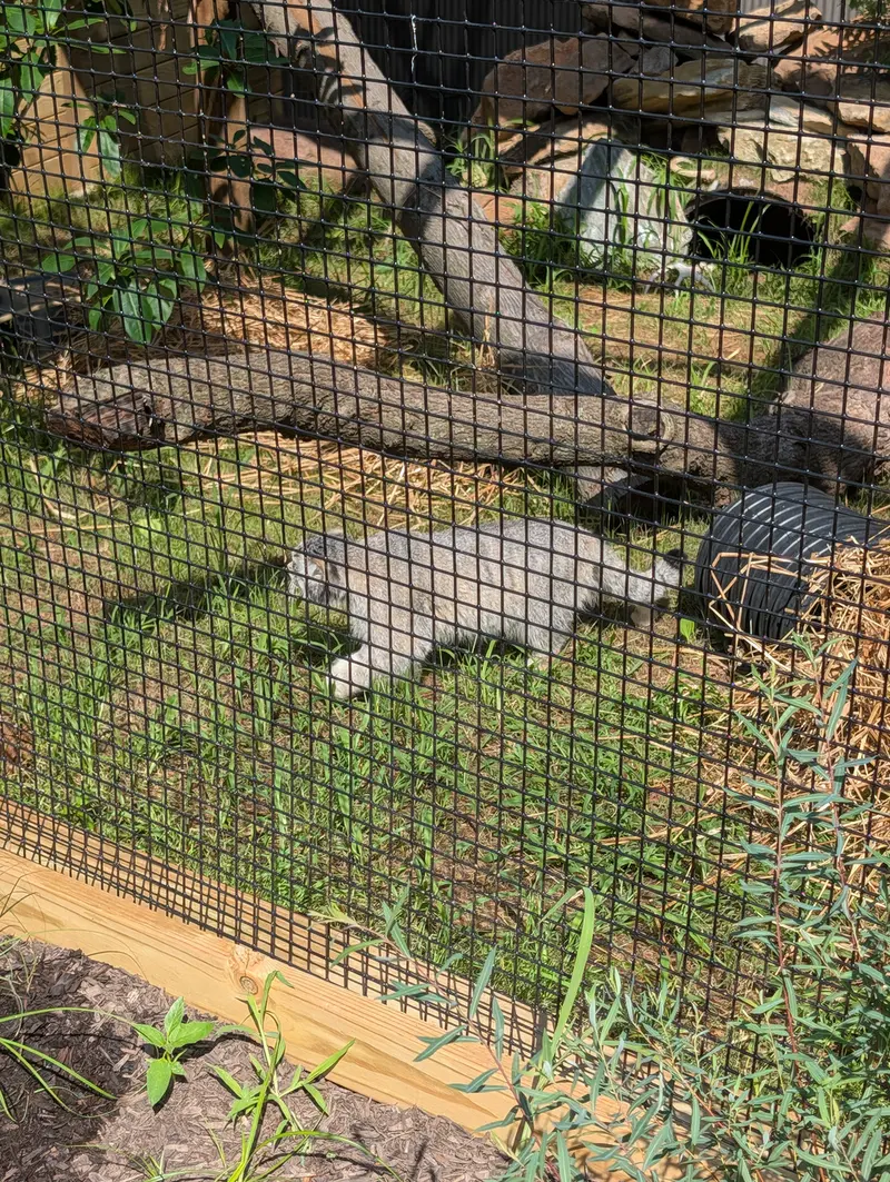 エルムウッド・パーク動物園のマヌルネコの写真