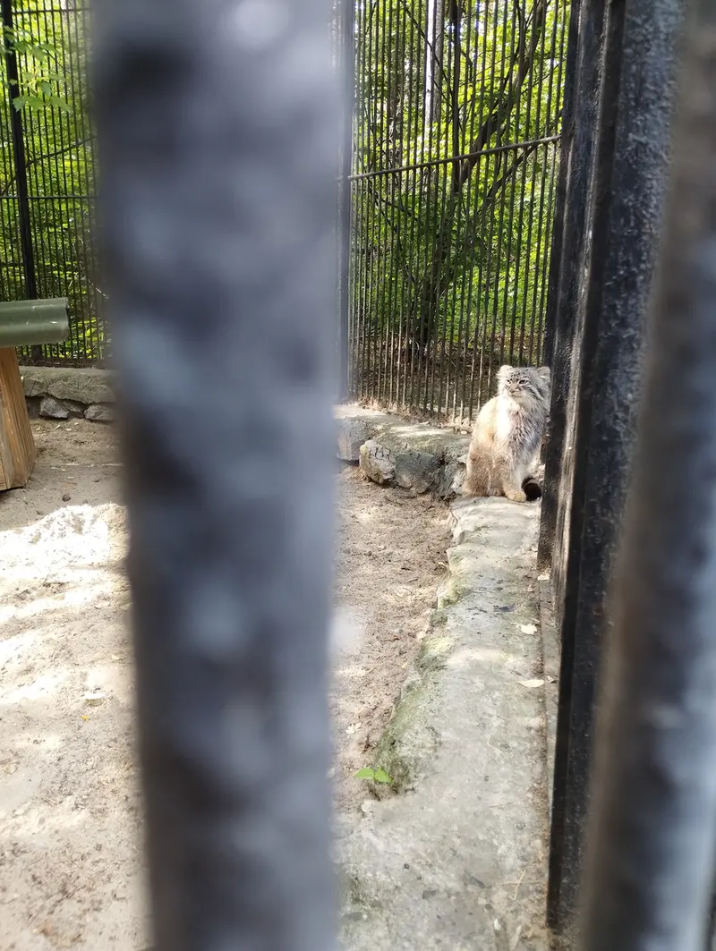 ノヴォシビルスク動物園のマヌルネコの写真