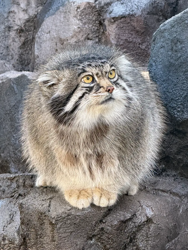 旭山動物園のグルーシャの写真