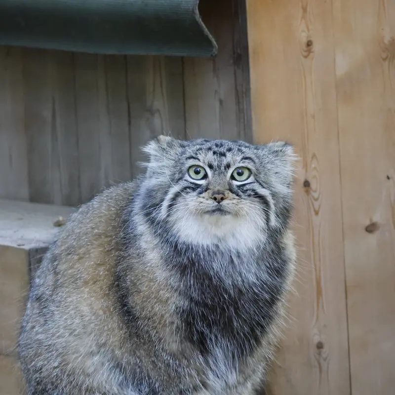 ノヴォシビルスク動物園のアーニャの写真