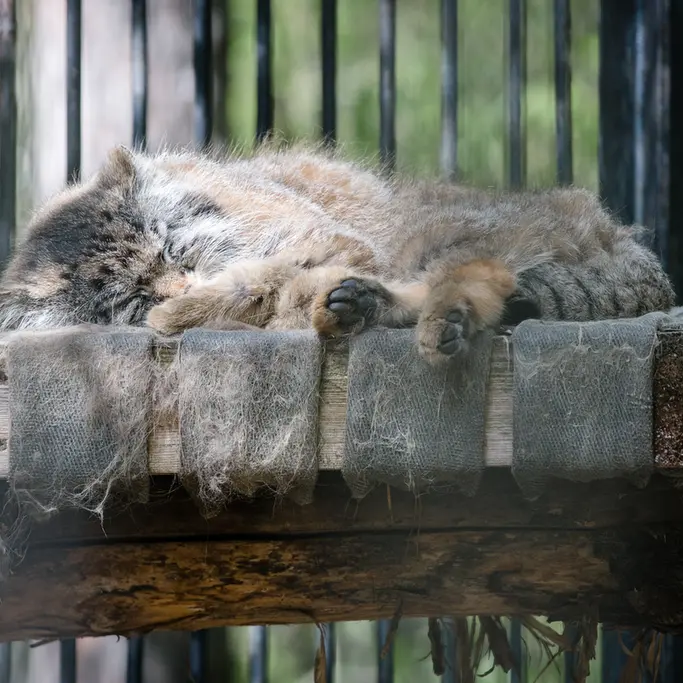 ノヴォシビルスク動物園のシルヴェスターの写真