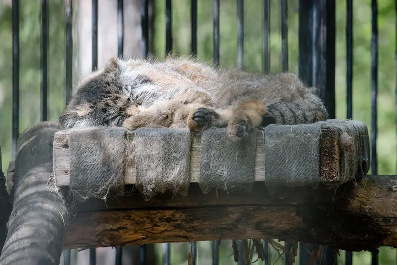 ノヴォシビルスク動物園のシルヴェスターの写真