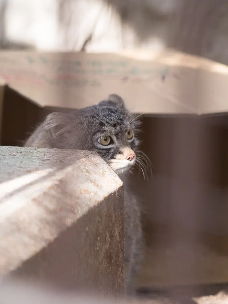野毛山動物園のフィーガの写真