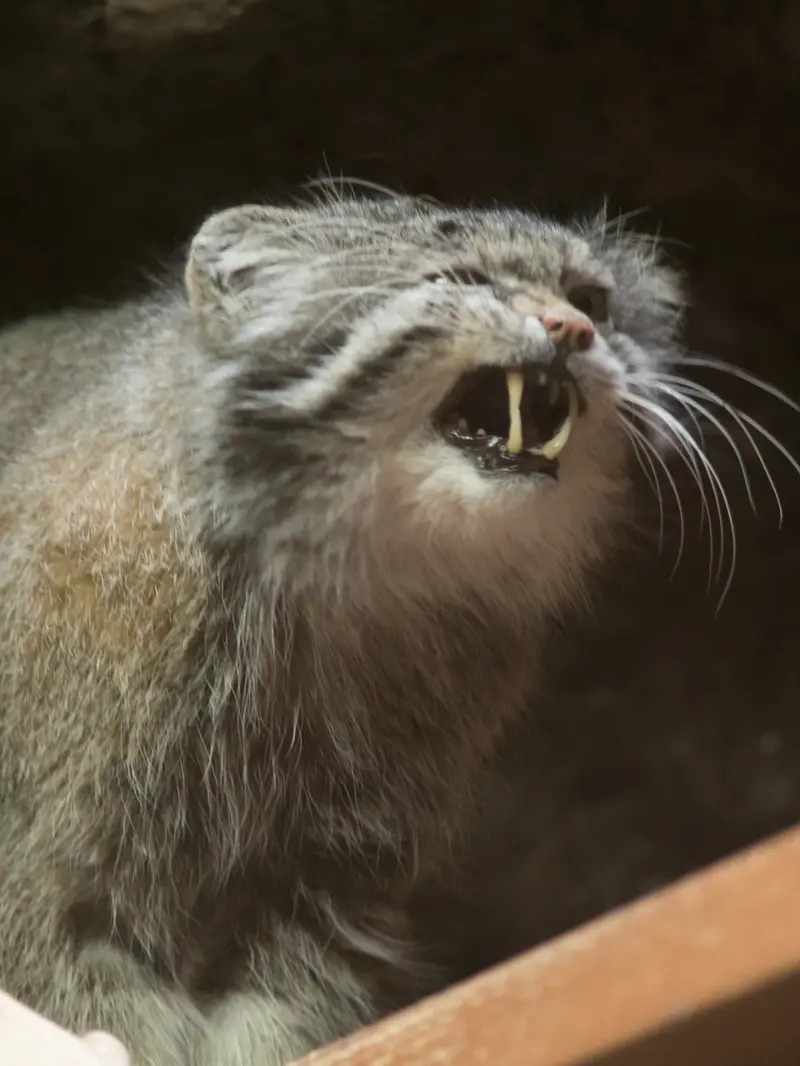 恩賜上野動物園のクリョンの写真