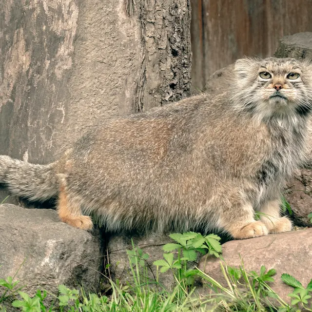 リトアニア動物園のメリッサの写真