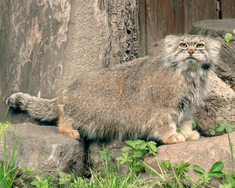 リトアニア動物園のメリッサの写真