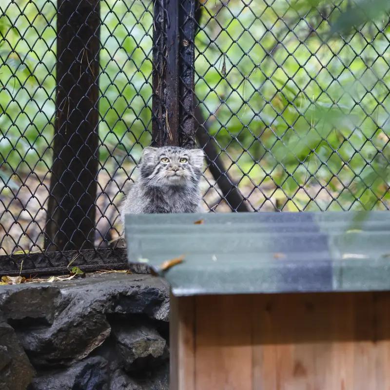 ノヴォシビルスク動物園のイヴの子（2026年生まれ）Ⅲの写真