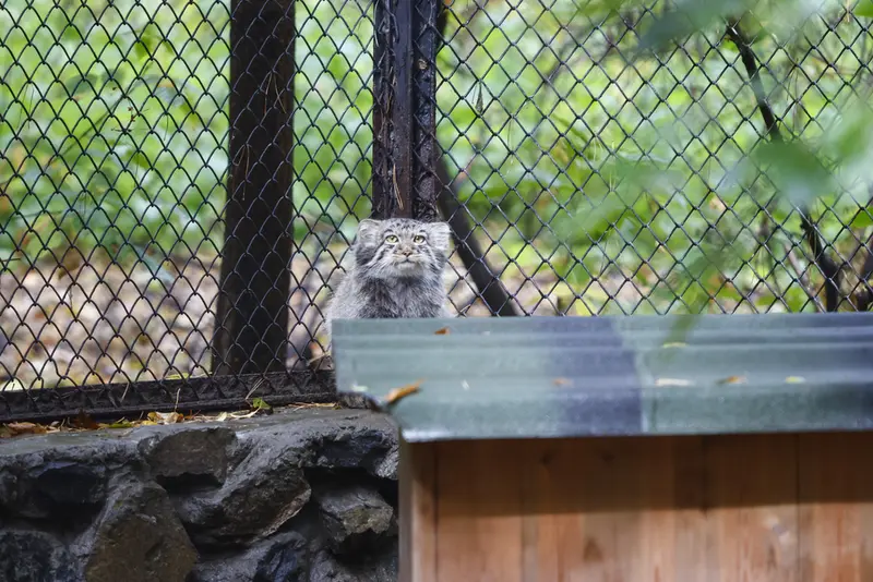 ノヴォシビルスク動物園のイヴの子（2026年生まれ）Ⅲの写真