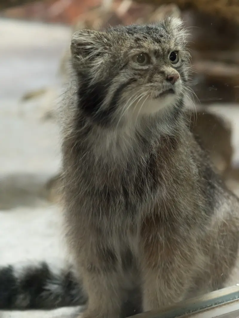 恩賜上野動物園のクリョンの写真