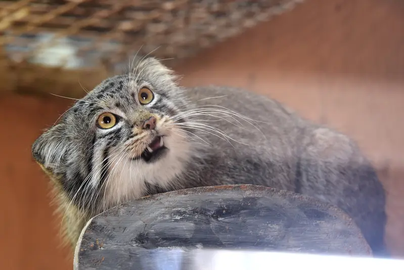 埼玉県こども動物自然公園のプリームラの写真