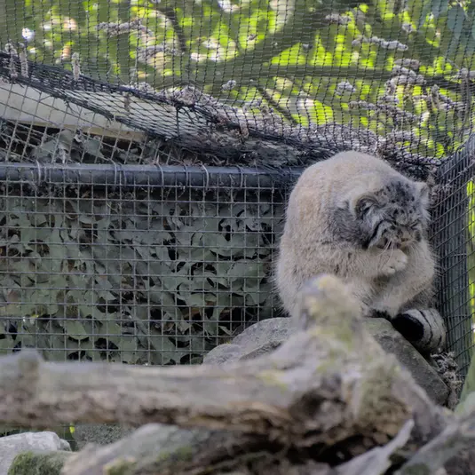 ロッテルダム動物園のノルブの写真